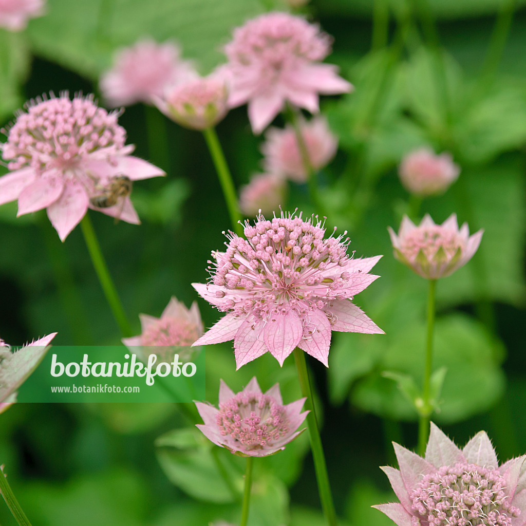 517429 - Riesensterndolde (Astrantia maxima)