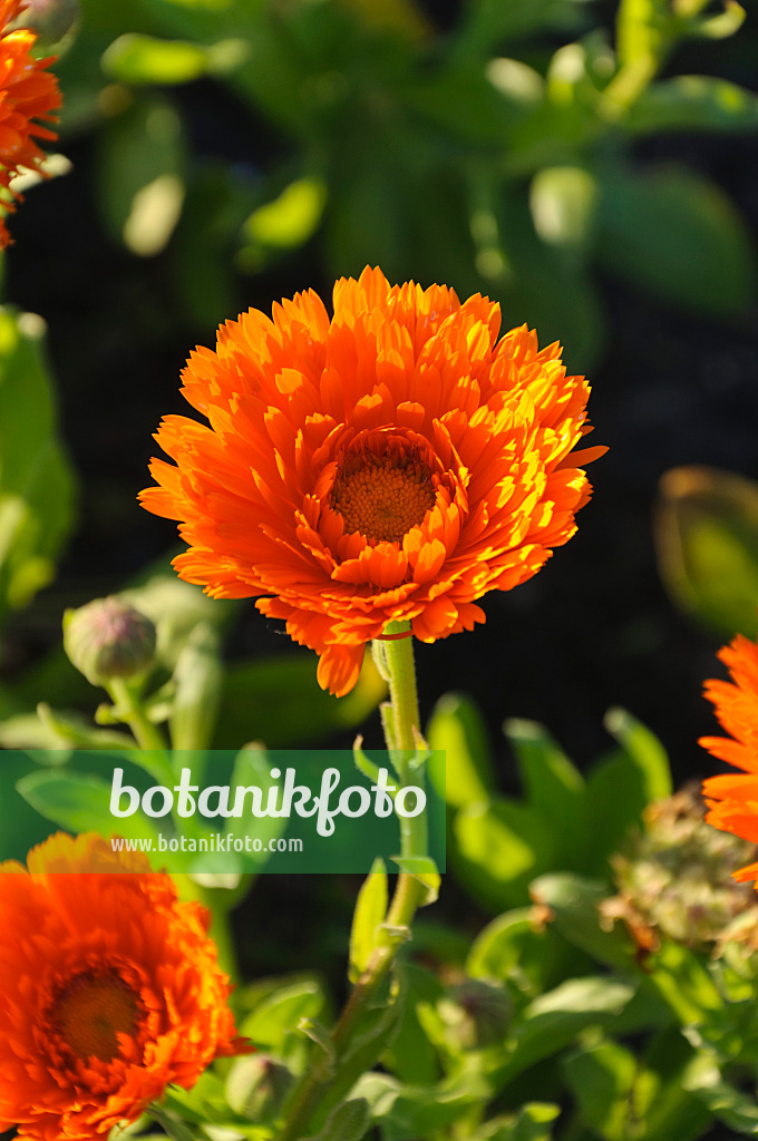 488051 - Ringelblume (Calendula officinalis 'Greenheart Orange')