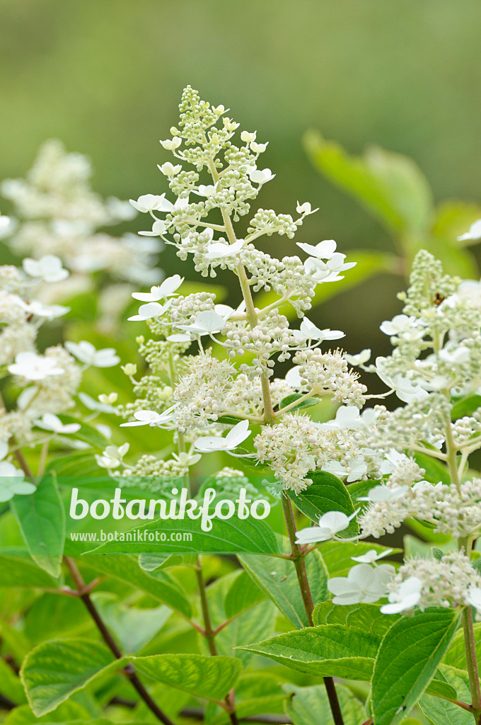 475004 - Rispenhortensie (Hydrangea paniculata)