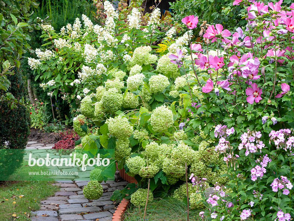 475156 - Rispenhortensie (Hydrangea paniculata), Baumhortensie (Hydrangea arborescens), Eibisch (Hibiscus) und Staudenphlox (Phlox paniculata)