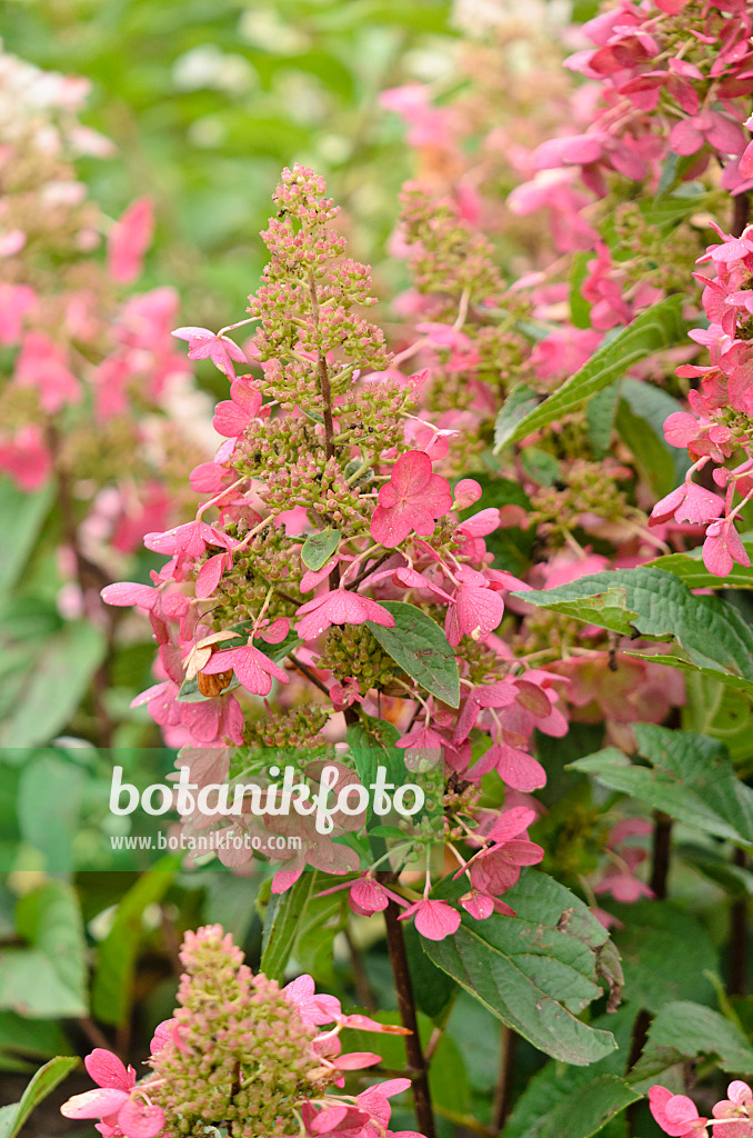 572056 - Rispenhortensie (Hydrangea paniculata 'Candlelight')