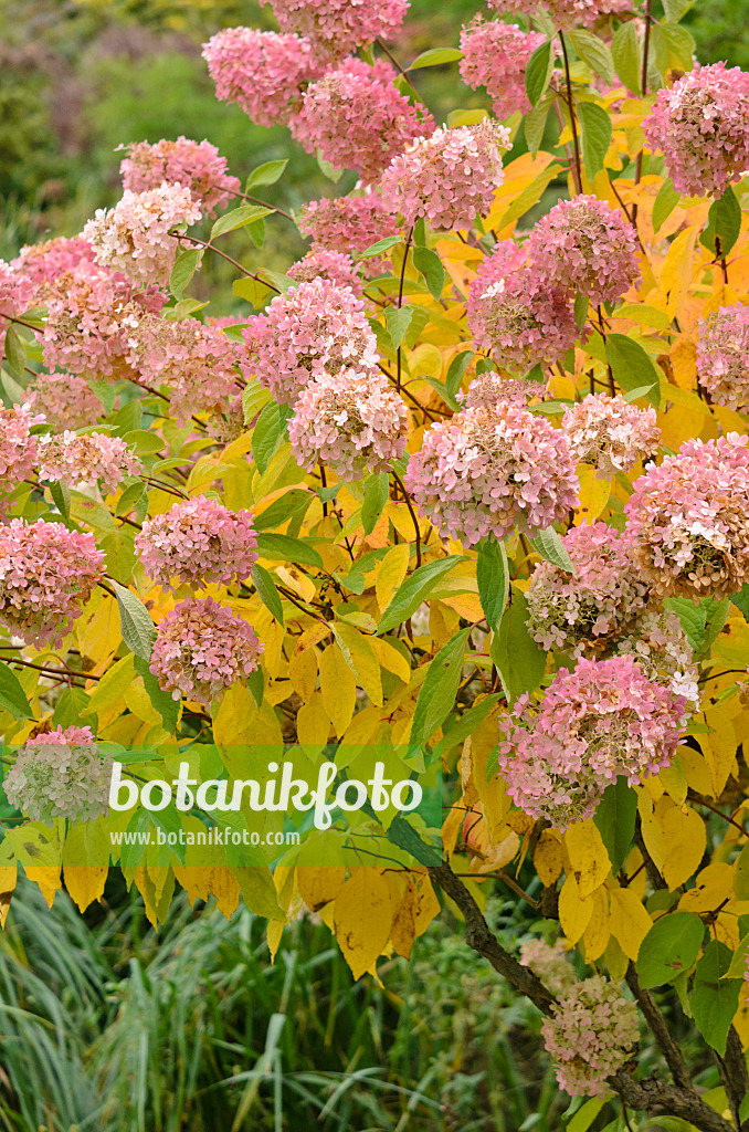 525069 - Rispenhortensie (Hydrangea paniculata 'Grandiflora')