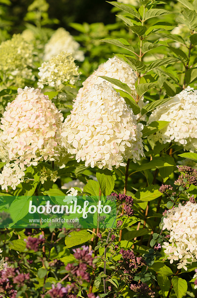 535035 - Rispenhortensie (Hydrangea paniculata 'Limelight')