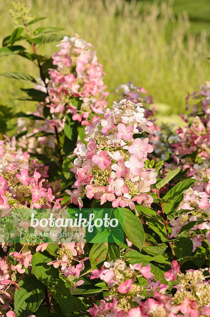 535033 - Rispenhortensie (Hydrangea paniculata 'Magical Flame')