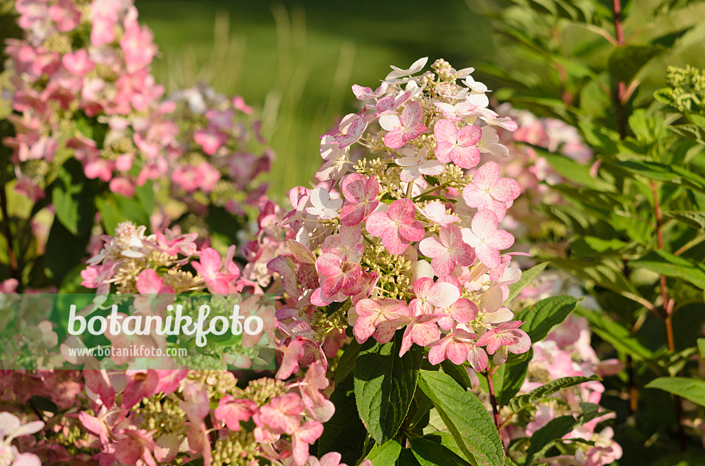 535034 - Rispenhortensie (Hydrangea paniculata 'Magical Flame')