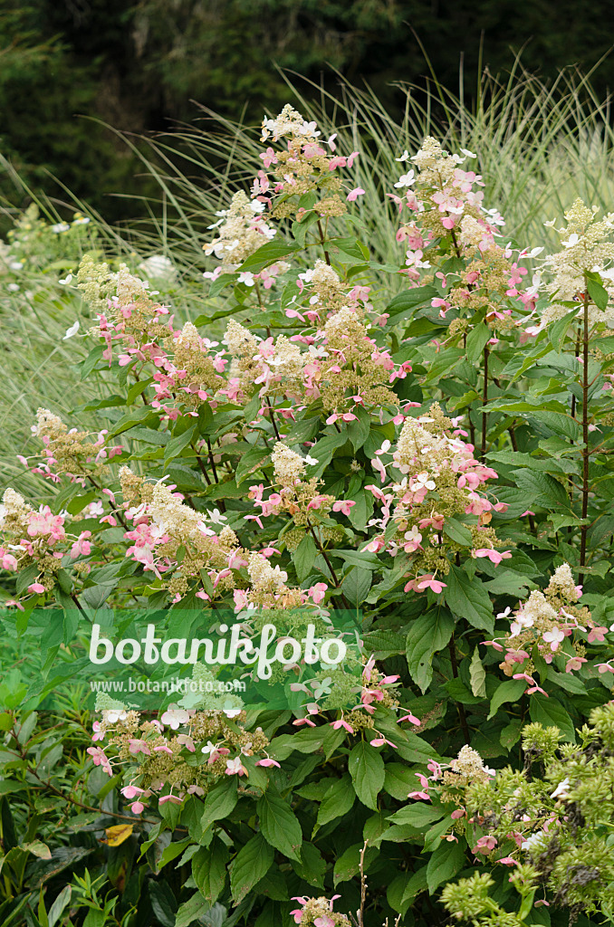 572061 - Rispenhortensie (Hydrangea paniculata 'Midlate Summer')