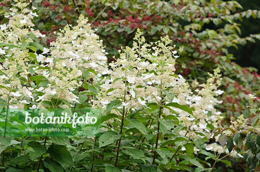 572059 - Rispenhortensie (Hydrangea paniculata 'Sky Light')