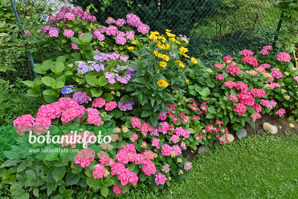 572102 - Rispenhortensie (Hydrangea paniculata) und Sonnenauge (Heliopsis helianthoides var. scabra)