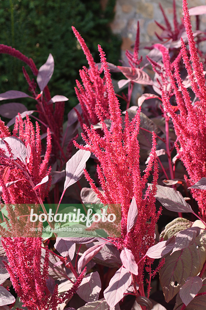 487109 - Rispiger Fuchsschwanz (Amaranthus cruentus 'Velvet Curtains')