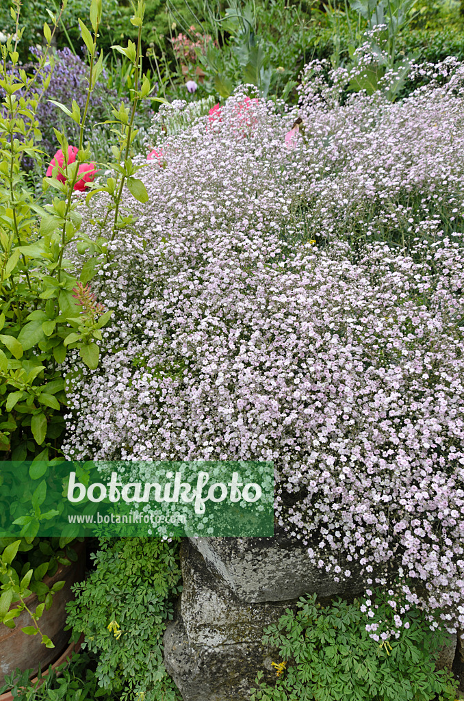 497349 - Rispiges Schleierkraut (Gypsophila paniculata)