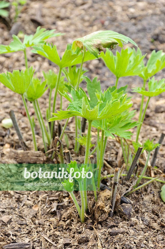 486115 - Rittersporn (Delphinium) nach Rückschnitt und Düngung mit Pferdemist