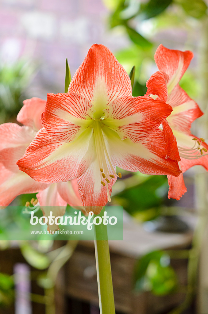 529029 - Ritterstern (Hippeastrum)