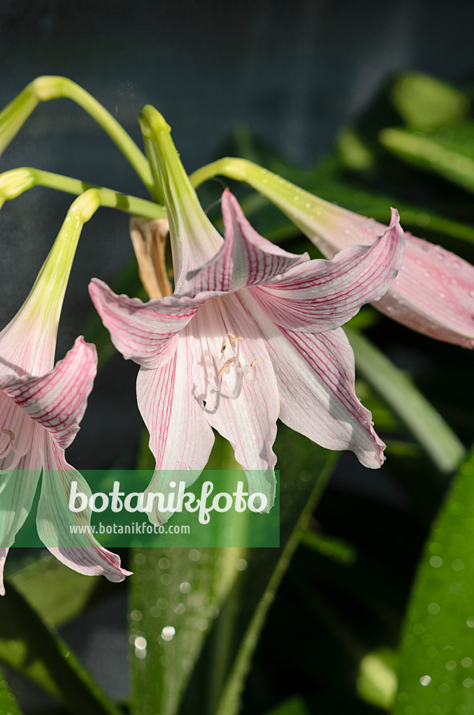 523206 - Ritterstern (Hippeastrum reticulatum var. striatifolium)