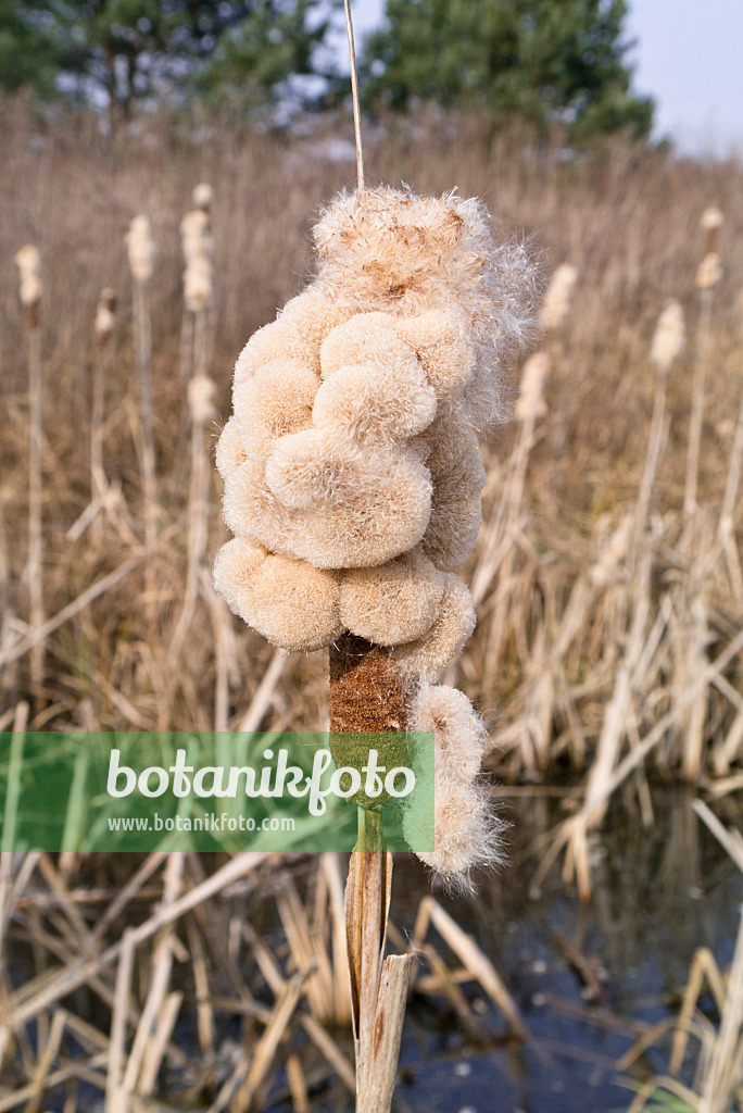 529239 - Rohrkolben (Typha)