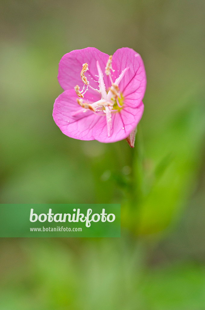 489029 - Rosafarbene Nachtkerze (Oenothera rosea)