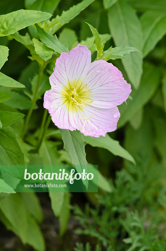 524164 - Rosafarbene Nachtkerze (Oenothera speciosa)