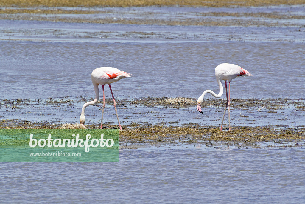 557096 - Rosaflamingo (Phoenicopterus roseus), Camargue, Frankreich