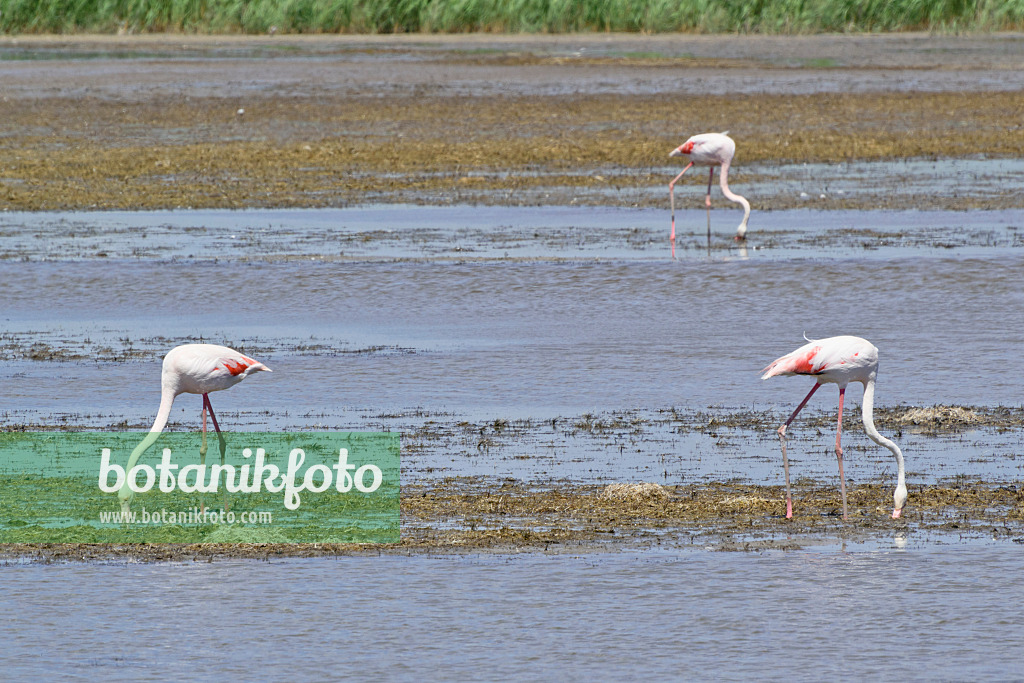 557097 - Rosaflamingo (Phoenicopterus roseus), Camargue, Frankreich