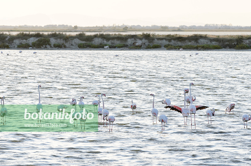 557285 - Rosaflamingo (Phoenicopterus roseus), Camargue, Frankreich