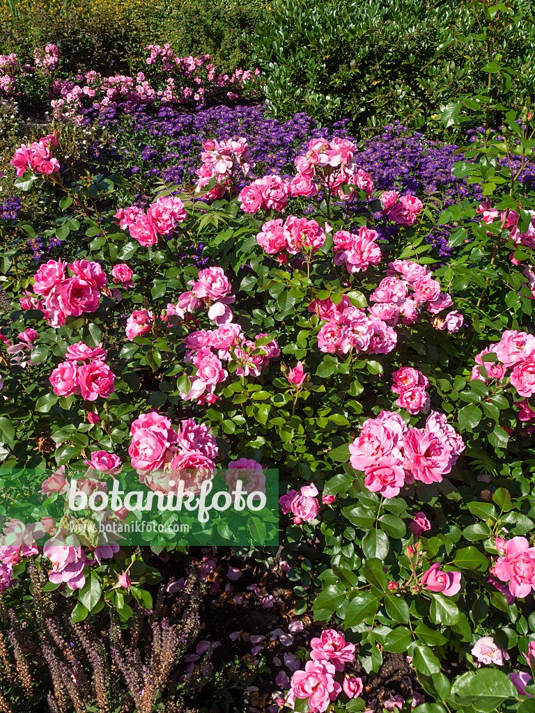 462028 - Rose (Rosa) und Berufkraut (Erigeron)