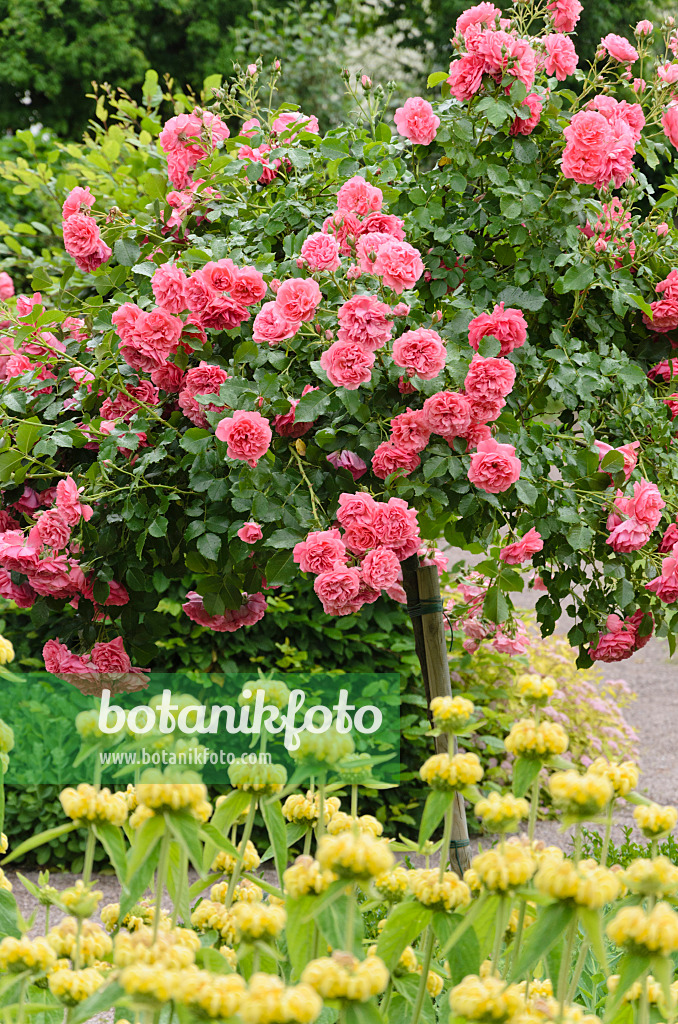 521245 - Rose (Rosa) und Brandkraut (Phlomis)