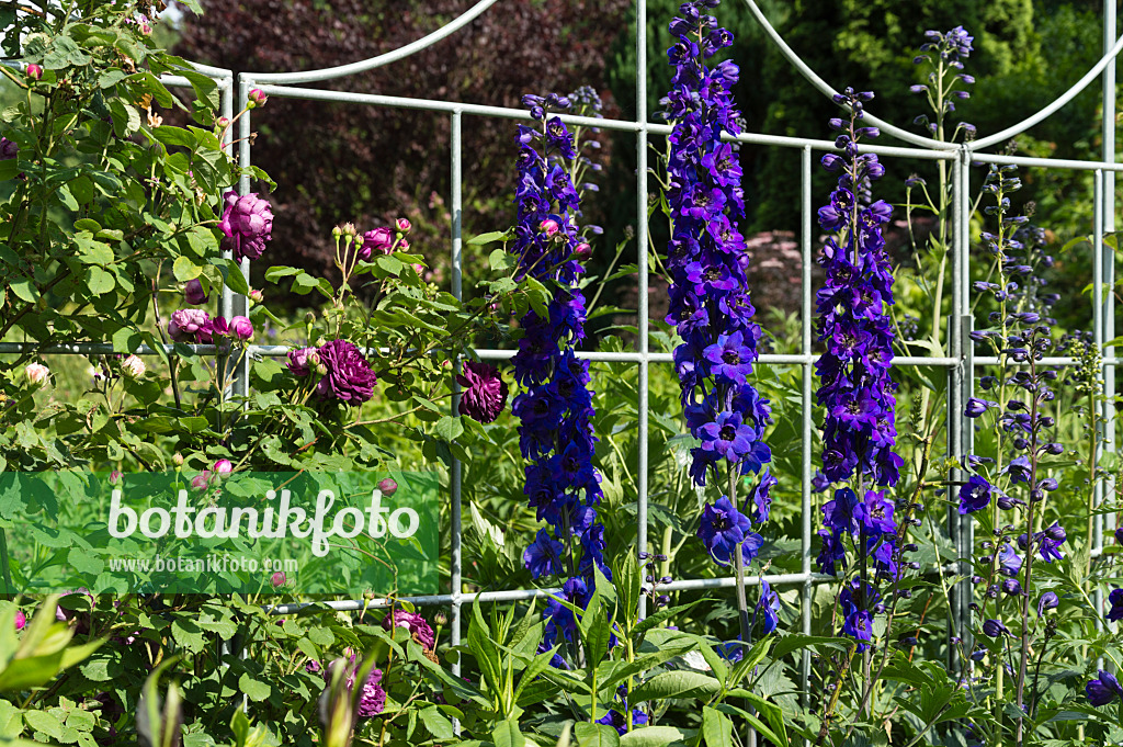 509043 - Rose (Rosa) und Hoher Rittersporn (Delphinium elatum)