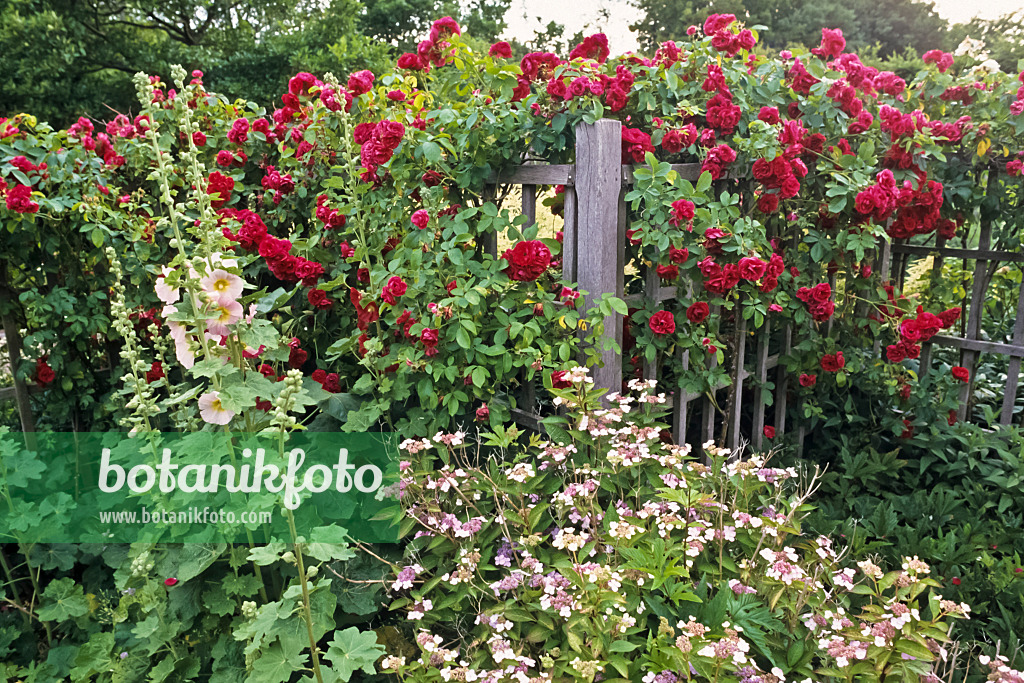 366052 - Rose (Rosa), Stockrose (Alcea) und Hortensie (Hydrangea)