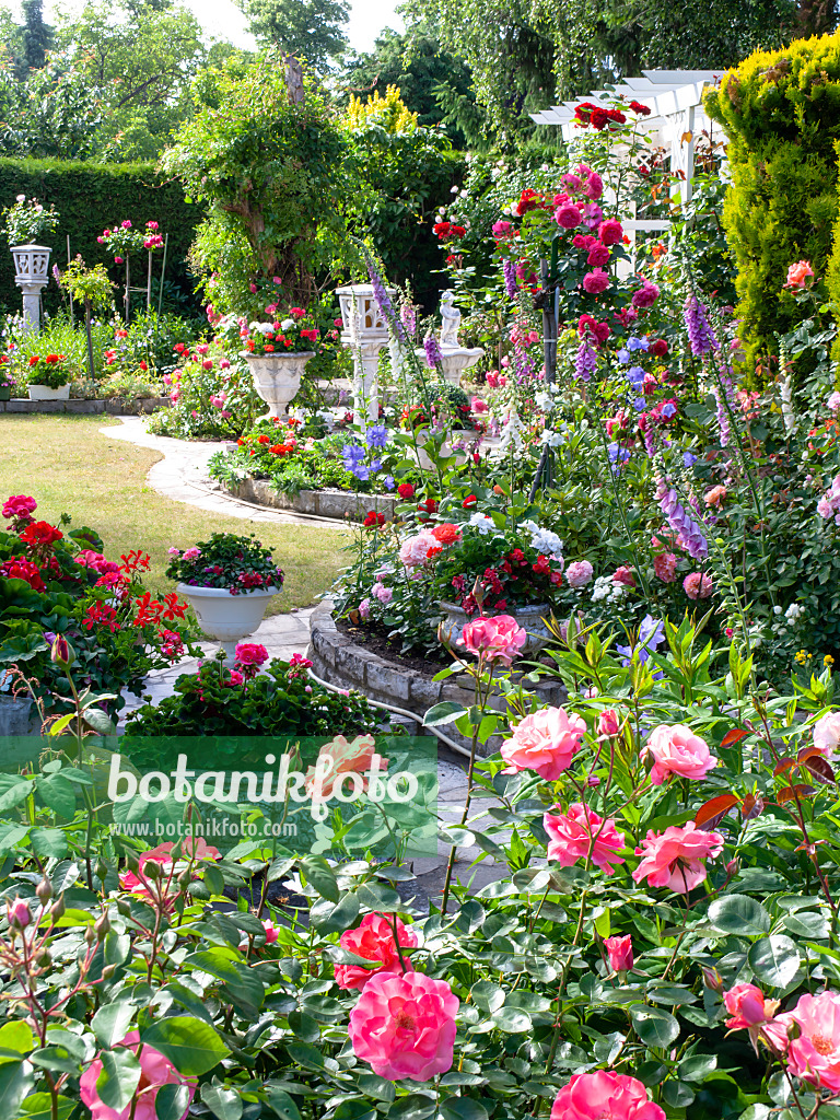 485161 - Rosen (Rosa), Fingerhüte (Digitalis) und Pelargonien (Pelargonium)