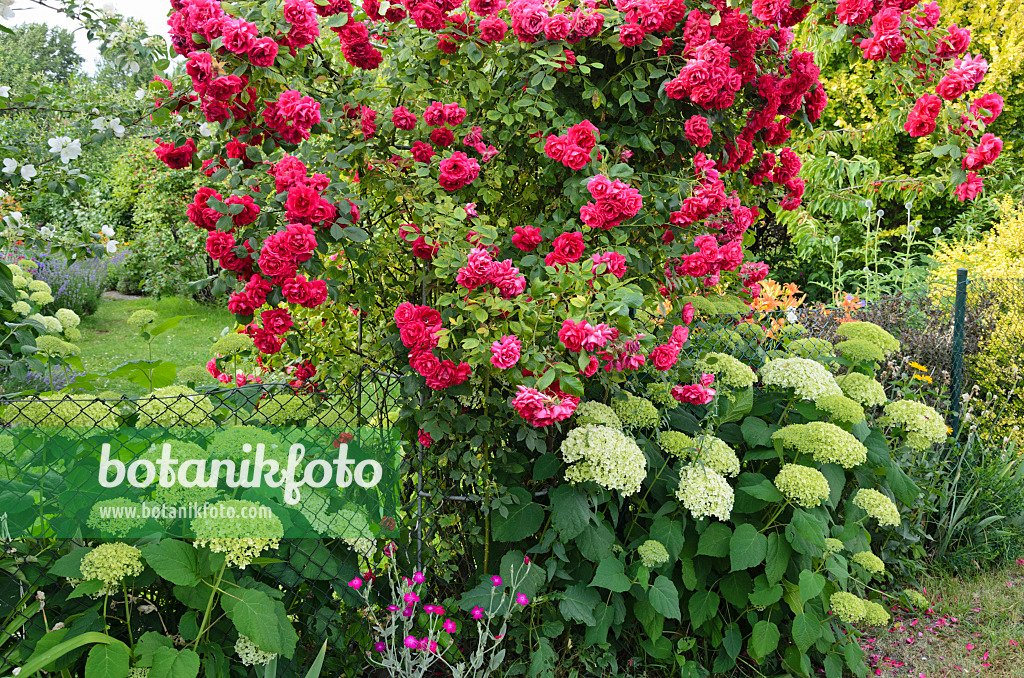 534035 - Rosen (Rosa) und Hortensien (Hydrangea)