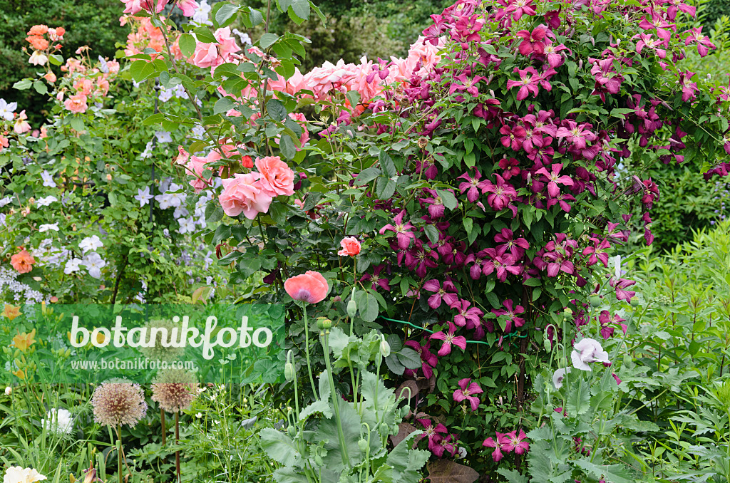 534062 - Rosen (Rosa), Mohn (Papaver) und Waldreben (Clematis)