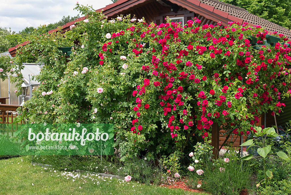 534235 - Rosen (Rosa) vor einem Gartenhaus