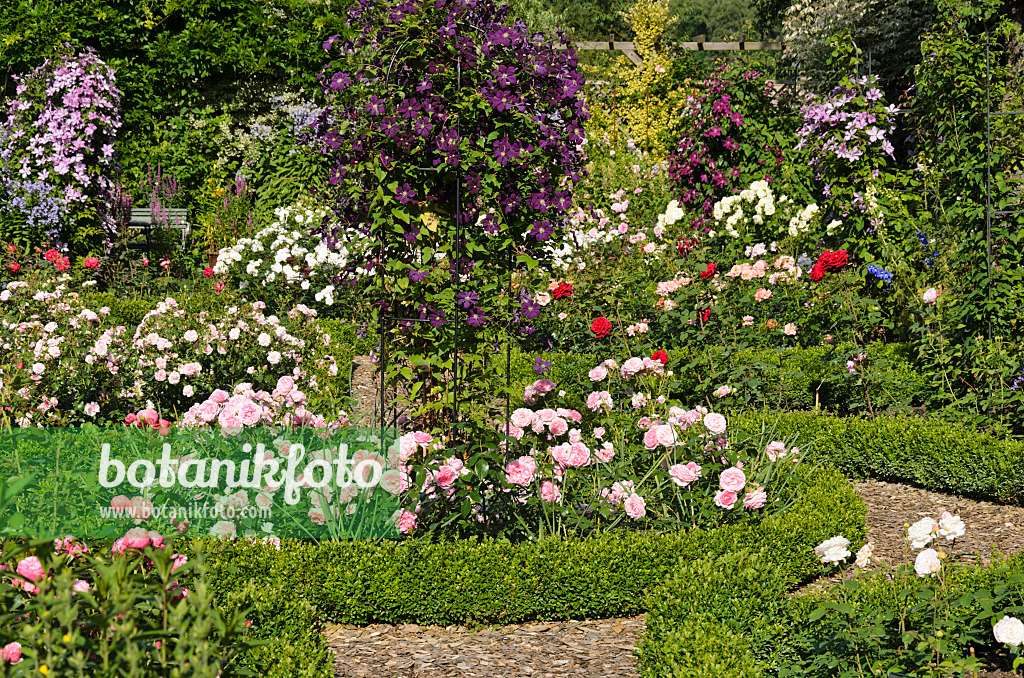 522052 - Rosen (Rosa) und Waldreben (Clematis)