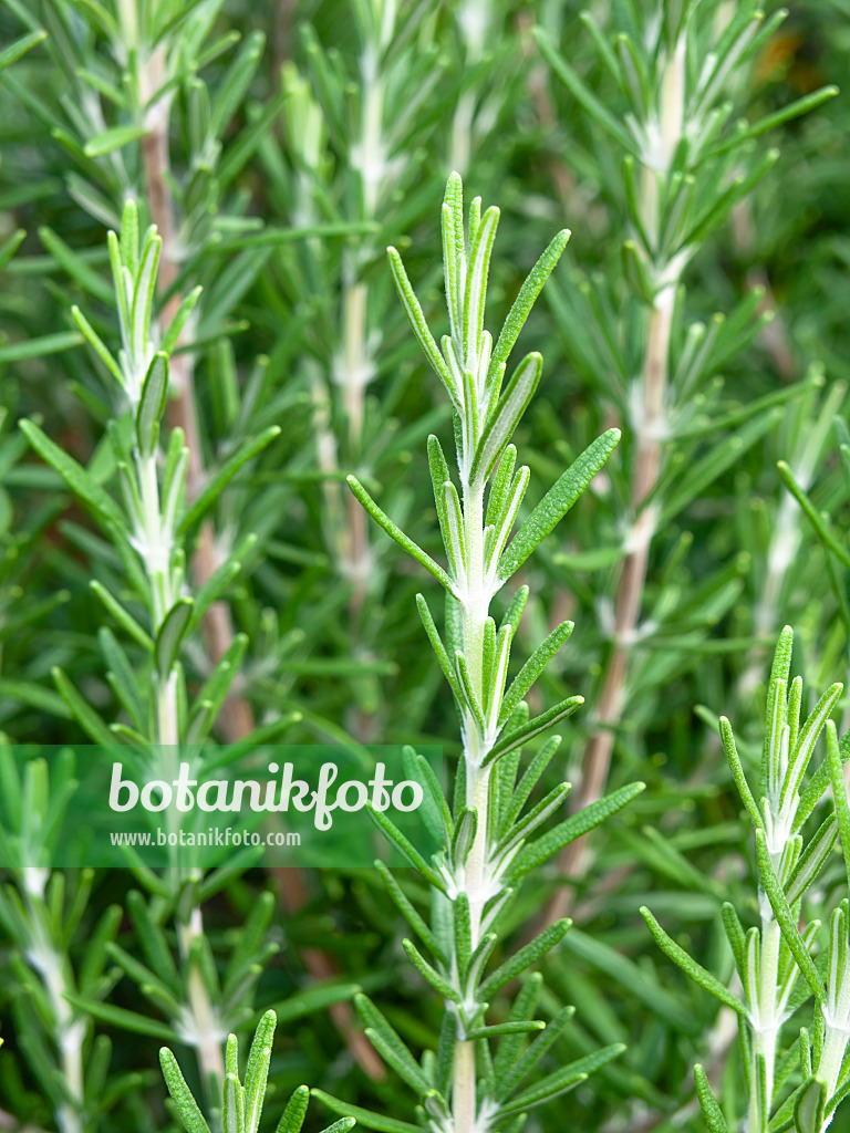 463065 - Rosmarin (Rosmarinus officinalis)