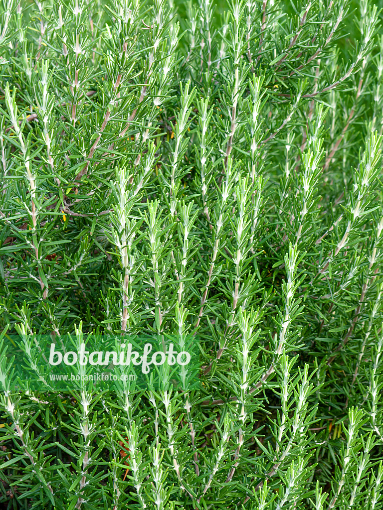 463067 - Rosmarin (Rosmarinus officinalis)