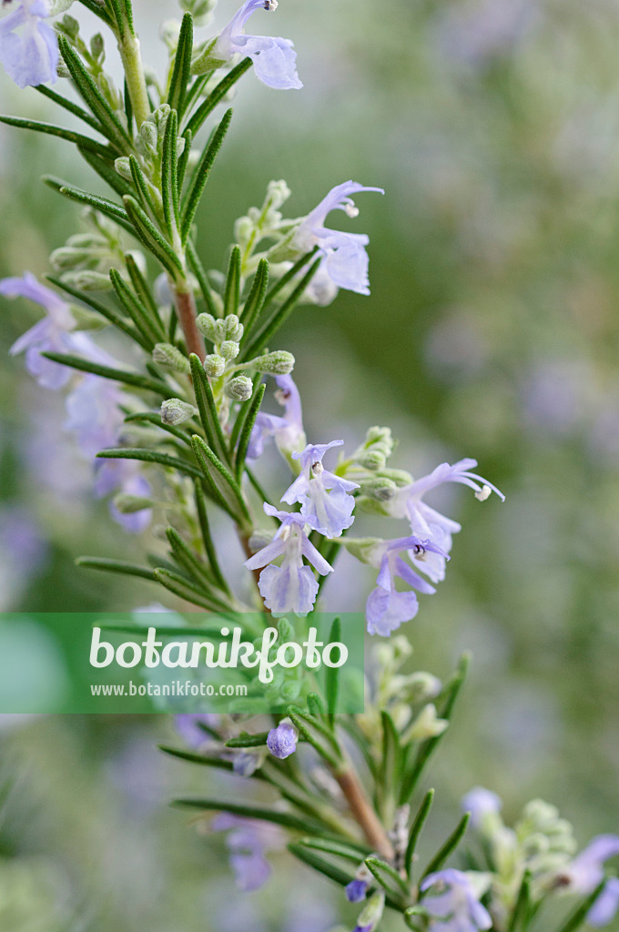 469007 - Rosmarin (Rosmarinus officinalis)