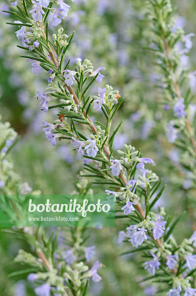 469008 - Rosmarin (Rosmarinus officinalis)