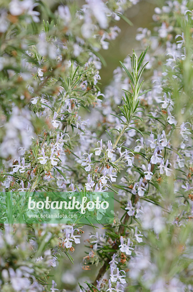 531122 - Rosmarin (Rosmarinus officinalis)