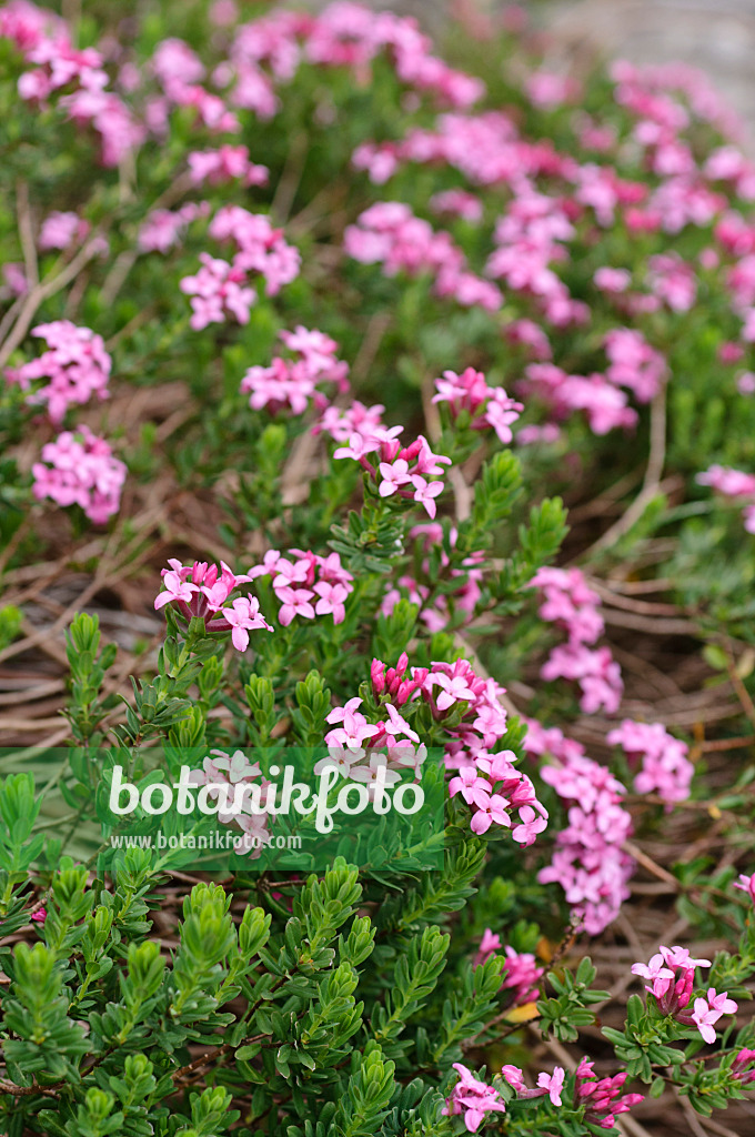 484039 - Rosmarinseidelbast (Daphne cneorum)