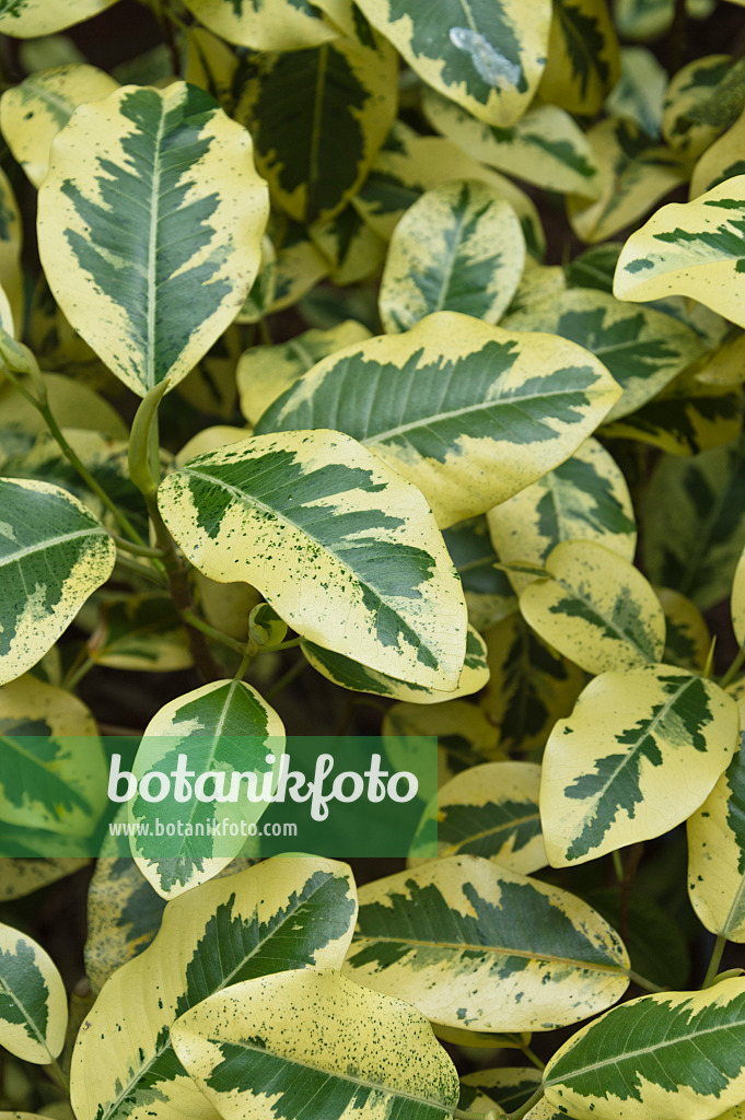 511263 - Rostfeige (Ficus rubiginosa 'Variegata')