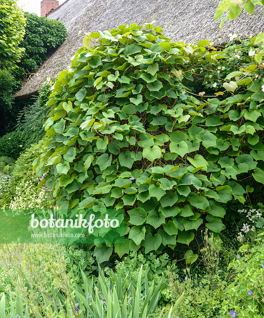 575352 - Rostrote Rebe (Vitis coignetiae)