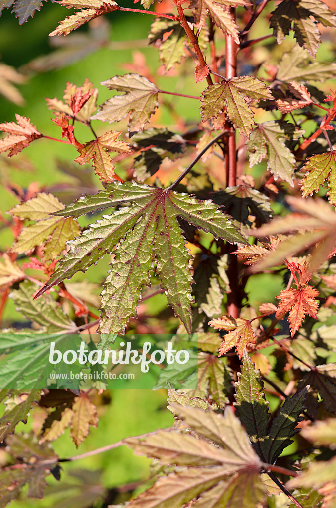 525365 - Rotblättriger Eibisch (Hibiscus acetosella)