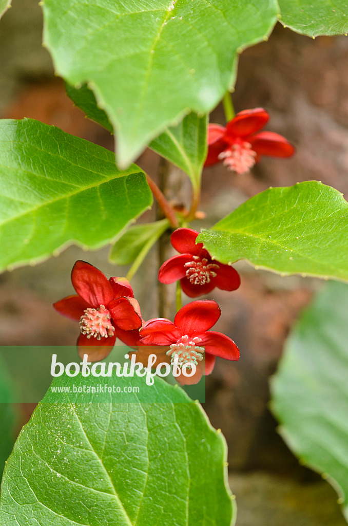 533260 - Rotblühendes Spaltkörbchen (Schisandra rubriflora)