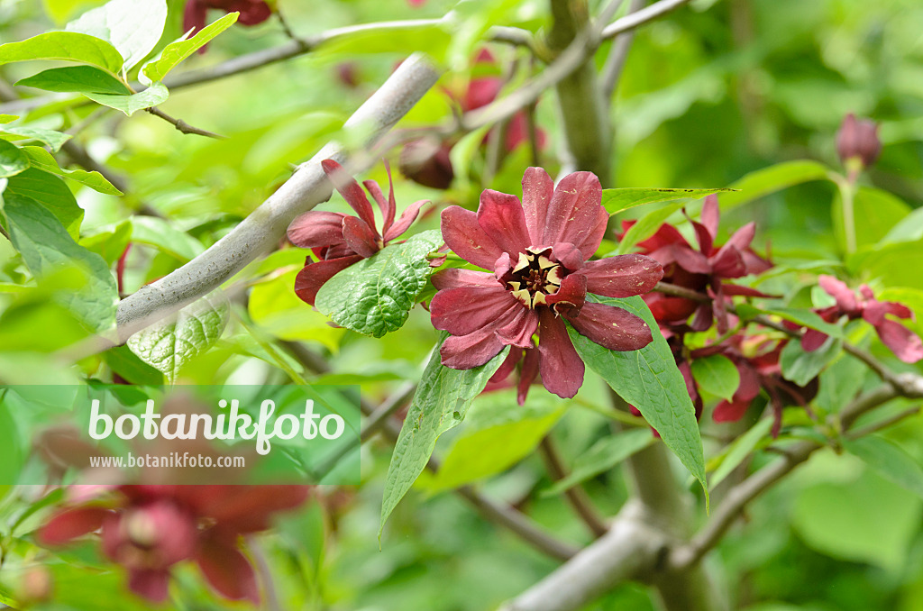 508176 - Rotblütiger Gewürzstrauch (Sinocalycanthus raulstonii 'Hartlage Wine')