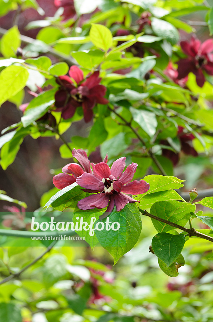 508177 - Rotblütiger Gewürzstrauch (Sinocalycanthus raulstonii 'Hartlage Wine')