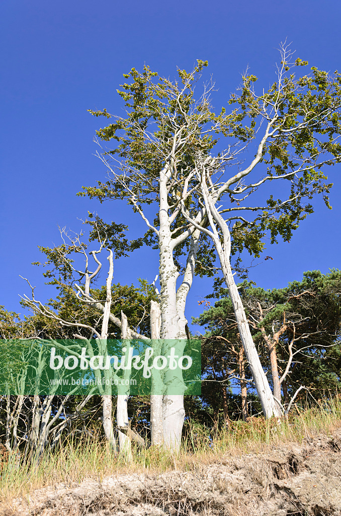 534308 - Rotbuche (Fagus sylvatica) am Darsser Weststrand, Nationalpark Vorpommersche Boddenlandschaft, Deutschland