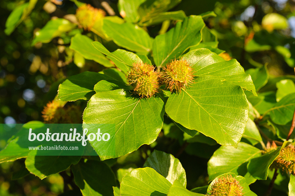 473052 - Rotbuche (Fagus sylvatica) mit Bucheckern