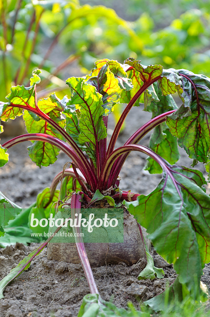 476199 - Rote Bete (Beta vulgaris var. conditiva)