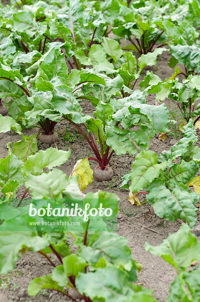 486075 - Rote Bete (Beta vulgaris var. conditiva)