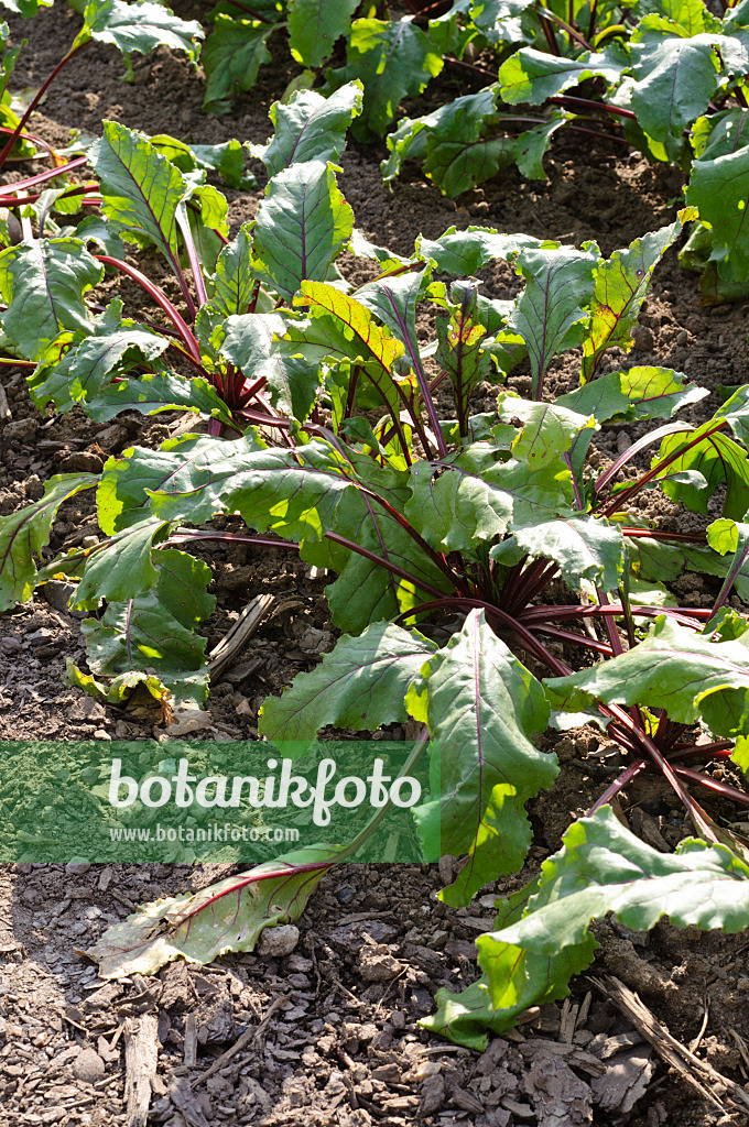 475088 - Rote Bete (Beta vulgaris var. conditiva 'Pablo')