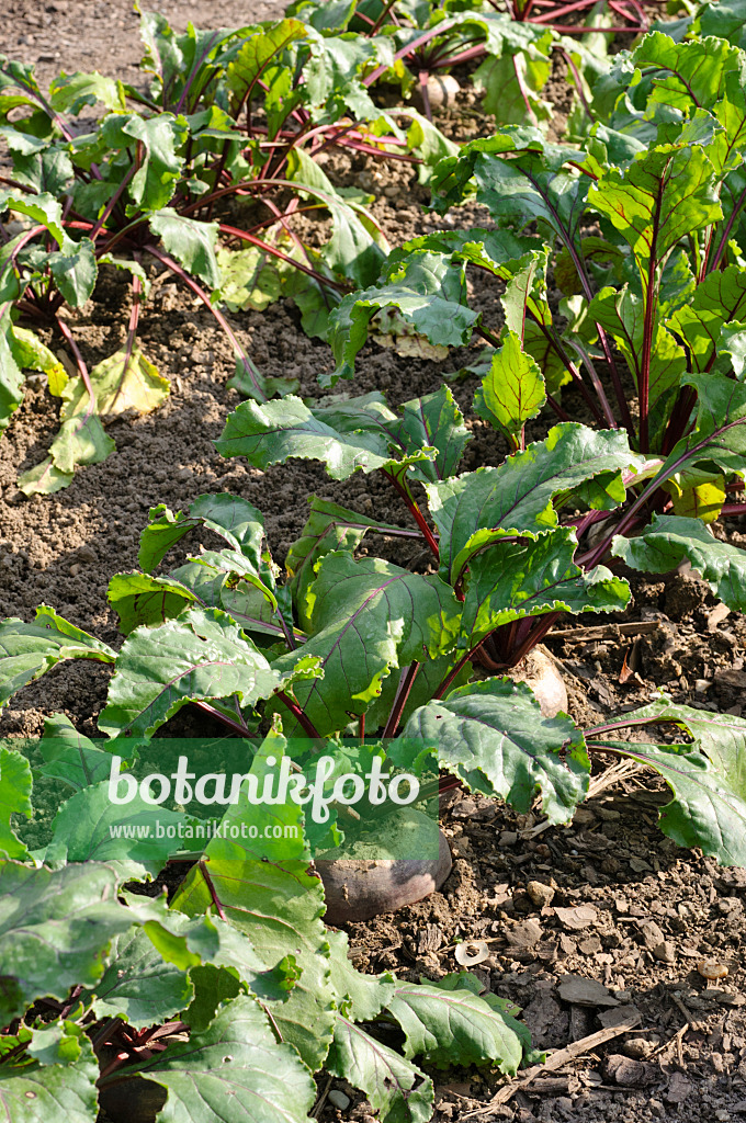 475089 - Rote Bete (Beta vulgaris var. conditiva 'Pablo')